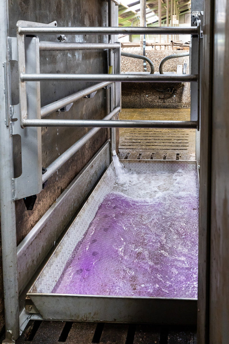 Hoof Bath