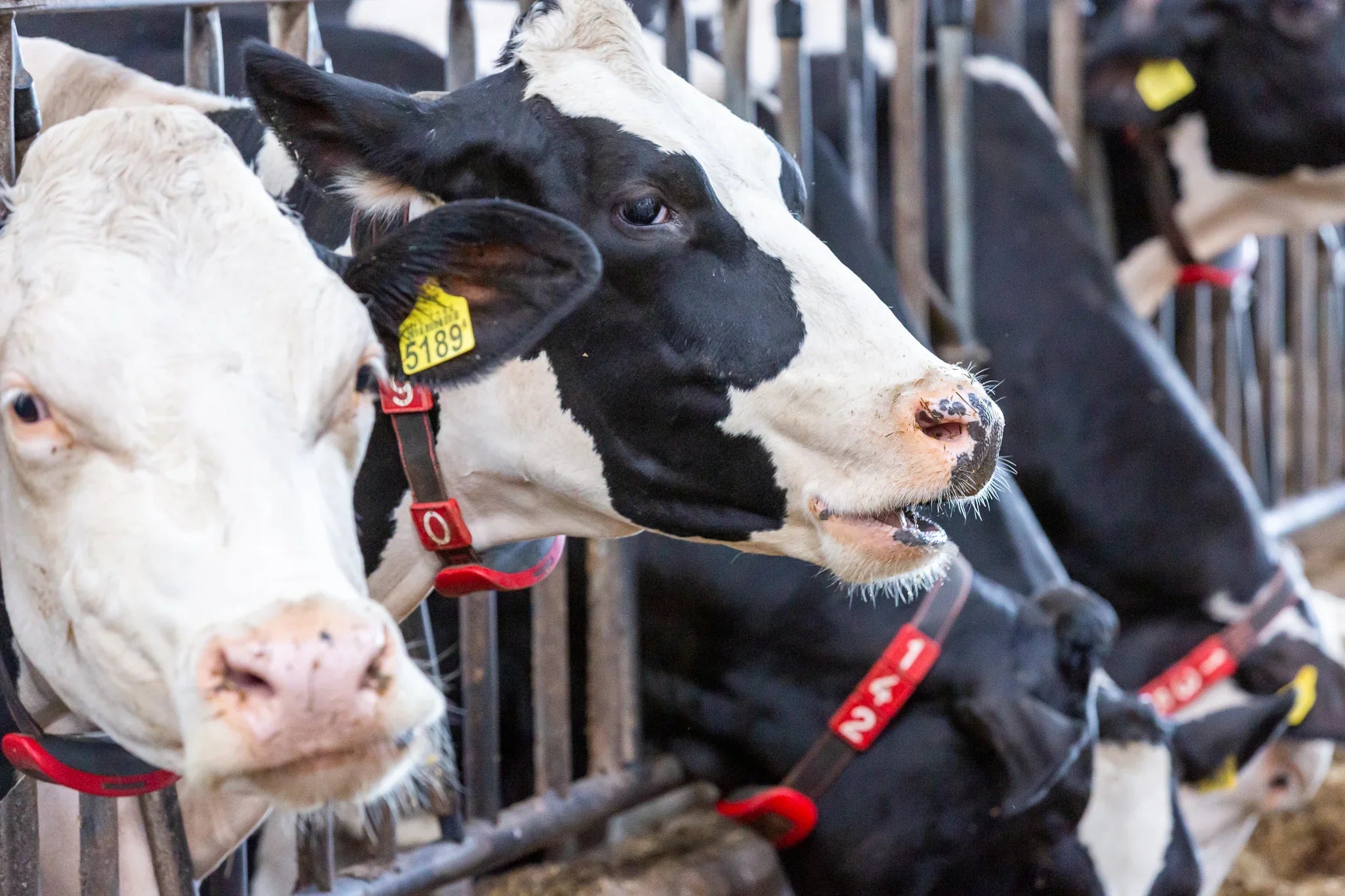 Cow Care - Webshop LC Bunschoten