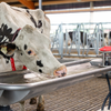 Waterbakken - Webshop LC Bunschoten