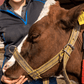 Borghaak rooster weegvloer