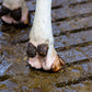 Hoof Bath