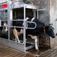 Hoof Bath