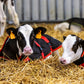 Lely Calm bodywarmer 60 cm