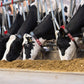 Set halsbanden (10 stuks) voor Qwes IR - RF