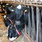 Set halsbanden met LELY logo voor ISO tag